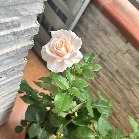 Casa Angela Solarium Con Vasca Idromassaggio, Sauna E Sala Fitness Apartment